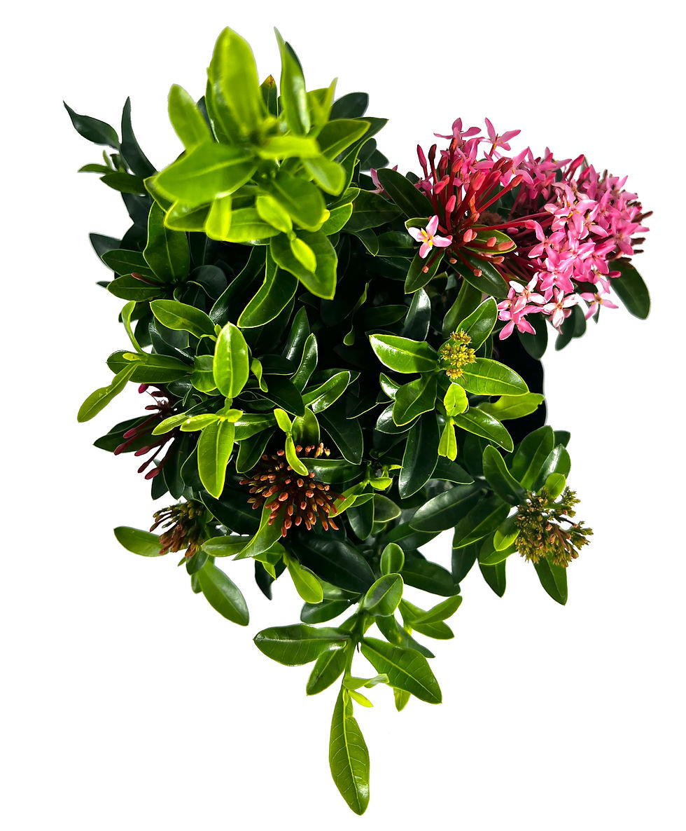Thumbnail: Ixora Dwarf Pink (Pack of 2) | Vibrant Dwarf Pink Flowering Plant
