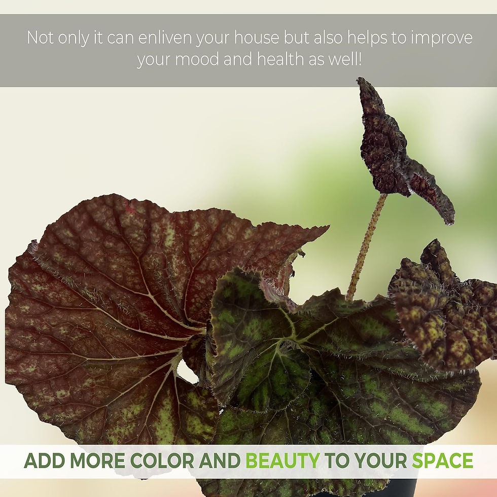Thumbnail: Begonia 3 (Pack of 2)| Begonia Masoniana Iron Cross Live Indoor Plant