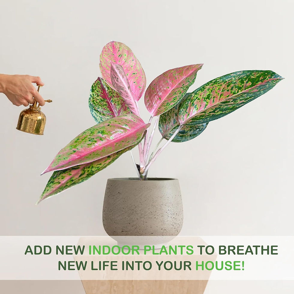 Thumbnail: Aglaonema Commutatum Pink Plant (Chinese Evergreen) – Vibrant Pink & Green Plant