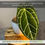 Thumbnail: Anthurium Crystallinum Green Live House Plant for Indoor