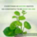 Thumbnail: Epipremnum Aureum Global Green (Pack of 2)– Easy-Care Tropical Houseplant