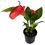 Thumbnail: Anthurium Scherzerianum Dark Pink Exotic Heart-Shaped Live Indoor Plant