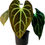 Thumbnail: Anthurium Besseae Green Live House Plant for Indoor