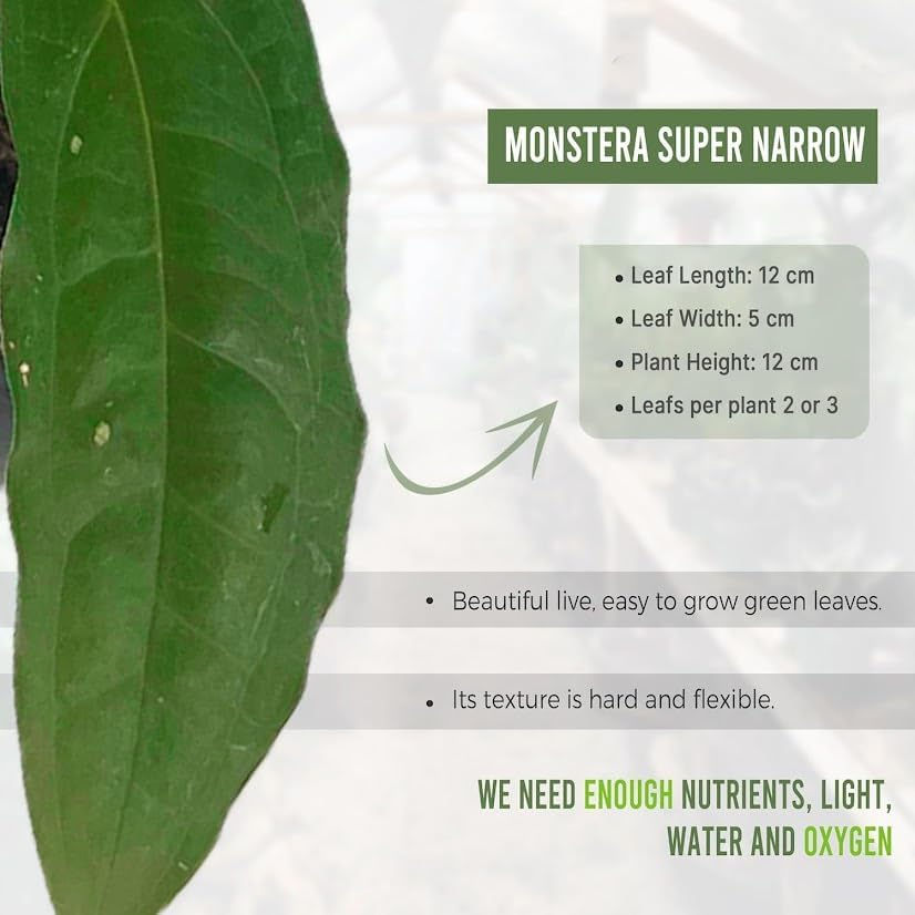 Thumbnail: Monstera Super Narrow Swiss Cheese Indoor Live Green Plant