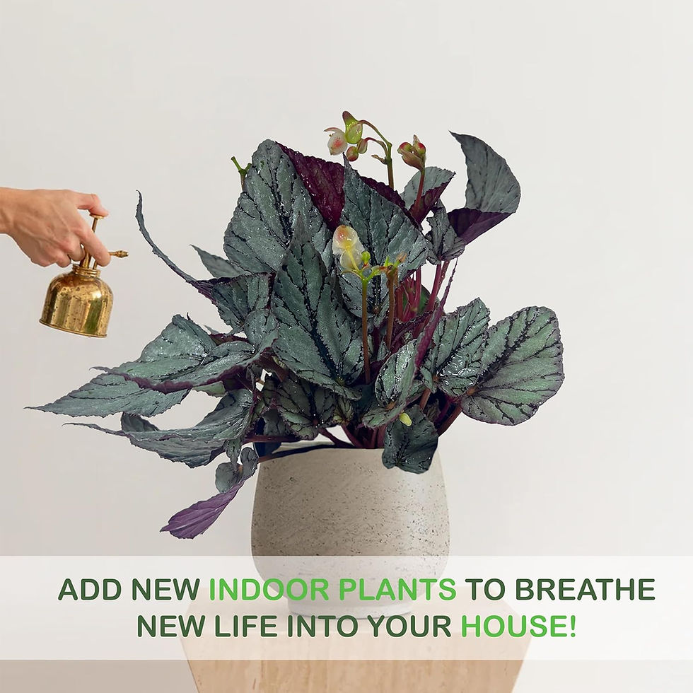 Thumbnail: Begonia Arctic (Pack of 2) – Attractive Live Indoor Green Rare House Plant