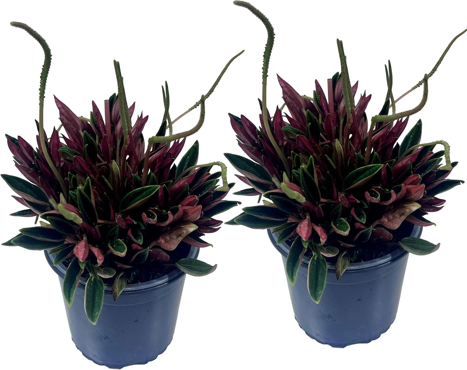 Peperomia Rosso (Pack of 2) Live Indoor Plant, Easy-Care Plant