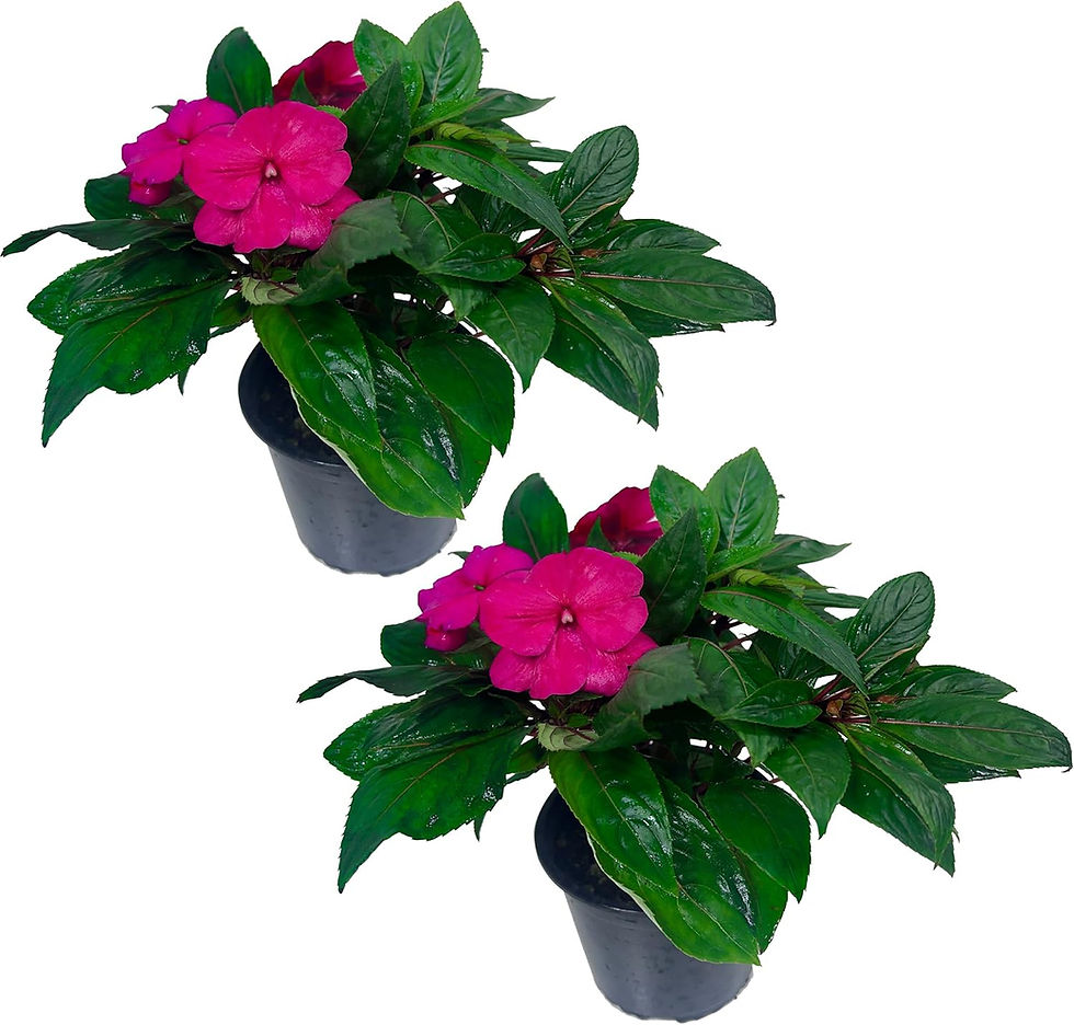 Impatiens Pink 2 Pack – Lush Blooming Annual with Soft Pink Flowers