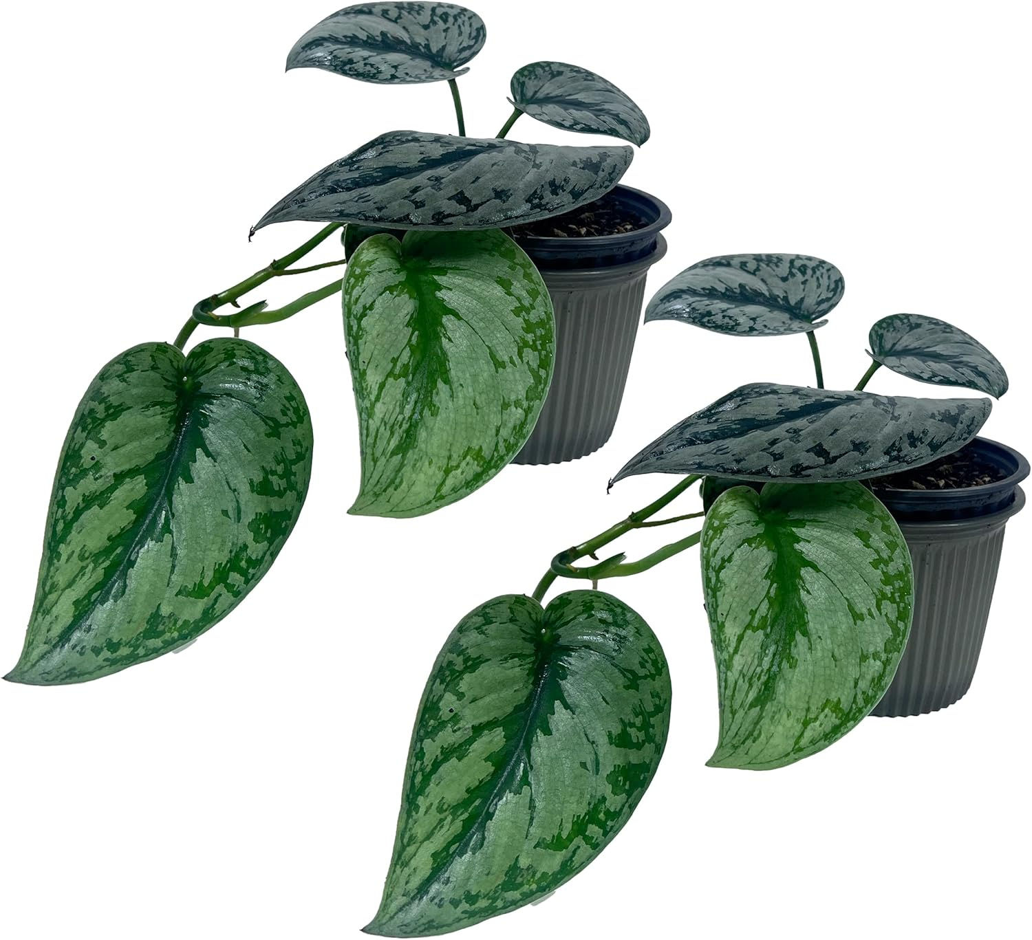 Scindapsus Blue (Pack of 2), Velvety Sheen & Silvery-Blue Indoor Plant