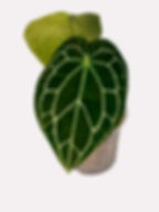 Thumbnail: Anthurium Crystallinum Green Live House Plant for Indoor
