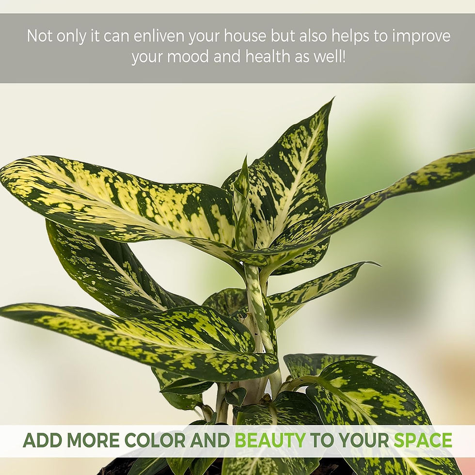 Thumbnail: Aglaonema 2 | Chinese Evergreen Live Inoor House Plant