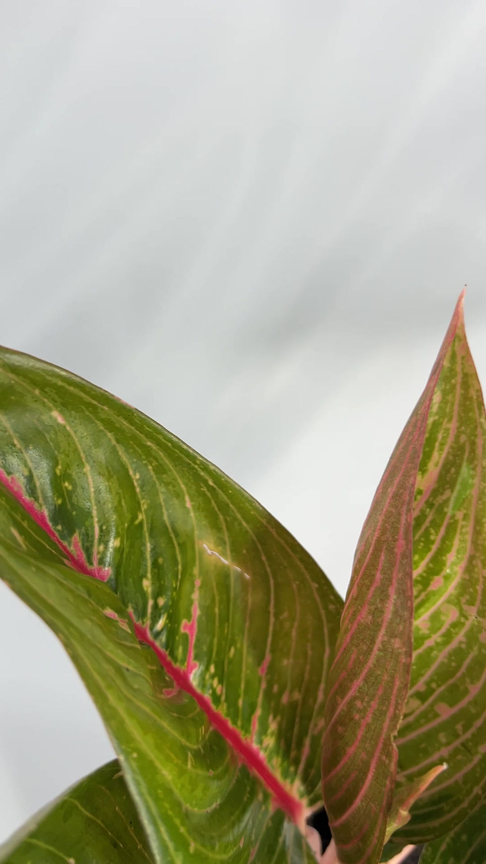Thumbnail: Aglaonema Siam | Live Chinese Evergreen Indoor House Plant