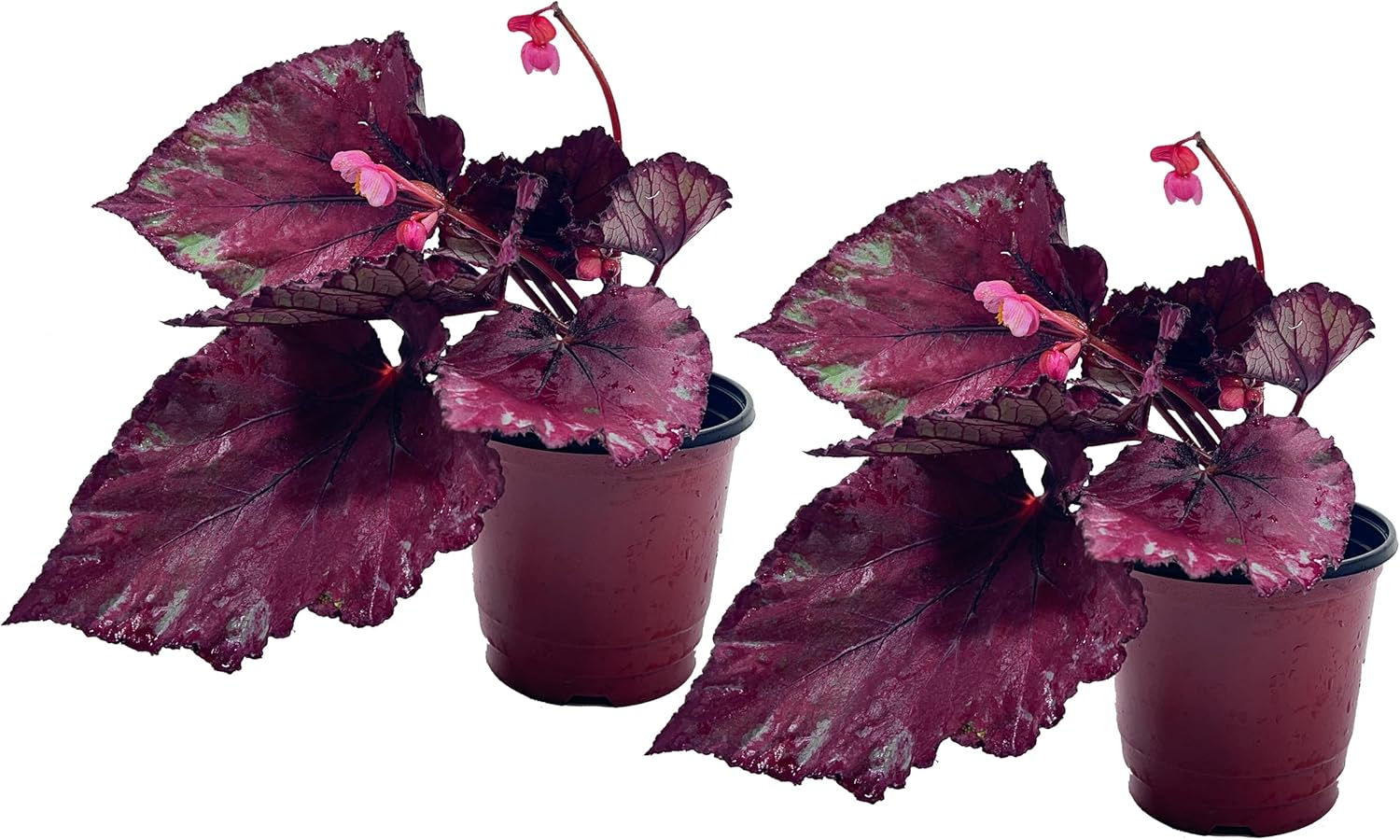 Begonia Rex Flame (Pack of 2) – Attractive Indoor Plant,Easy Care, Air-Purifying