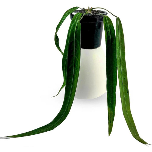 fake indoor house plants Fake Philodendron Tropical Leaves Plant