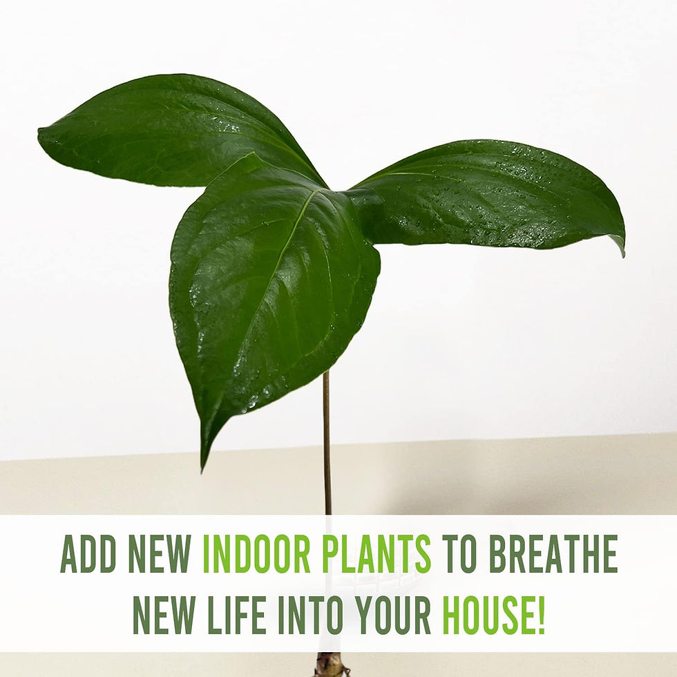 Thumbnail: Anthurium Pynkleyi Live Indoor Green House Plant