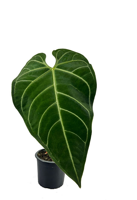 dracaenas Dracaena Marginata