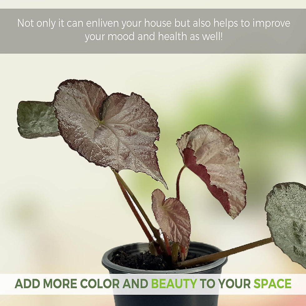 Thumbnail: Begonia Rex Purple Tango (Pack of 2) | Painted Leaf Begonia Live Plant