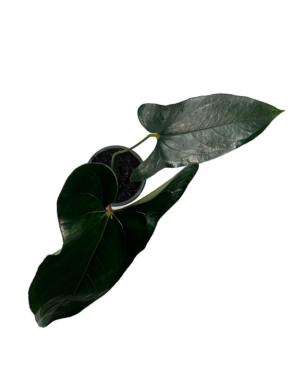 Thumbnail: Anthurium SP Napo Indoor Live House Plant
