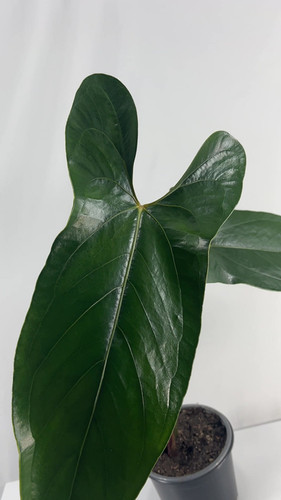 Anthurium SP Napo Indoor Live House Plant | Leal Plants