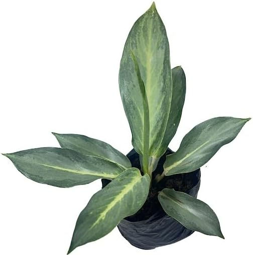 Aglaonema Aqua Green.Natural Air Purifier, Perfect for Home Decor