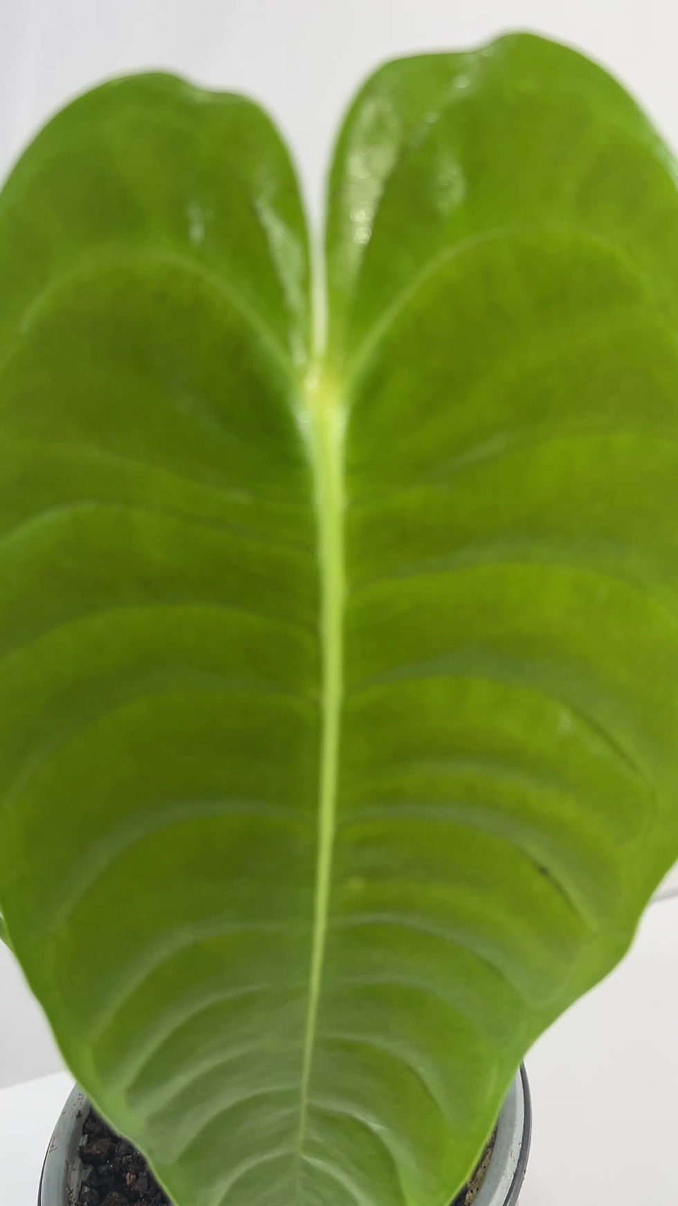 Thumbnail: Anthurium Veitchii Type Exotic Green Indoor House Plant