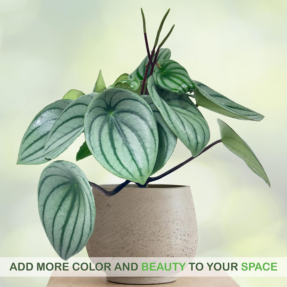 Thumbnail: Peperomia Watermelon (Pack of 2) Live Indoor Plant Peperomia Argyreia,