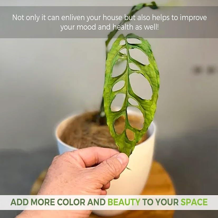 Thumbnail: Monstera Obliqua Perú, Live Indoor Green Houseplant for Home Decor
