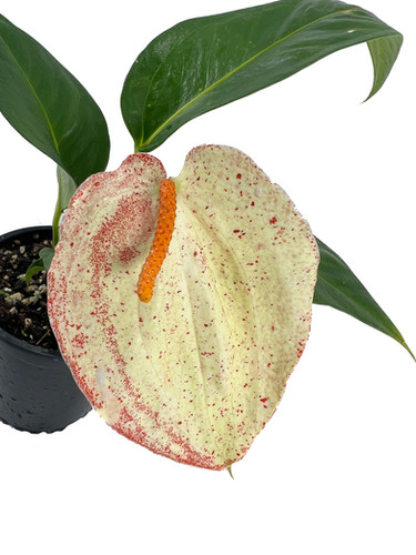 Anthurium Scherzerianum 'Sparking White Live Indoor Flowering Plant | Leal  Plants