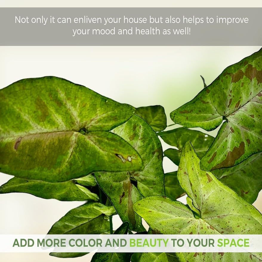 Thumbnail: Syngonium Bote Confetti (Pack of 2) Live Indoor House Plant