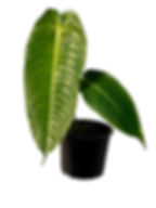 Anthurium Veitchii Large Green Live House Plant for Indoor