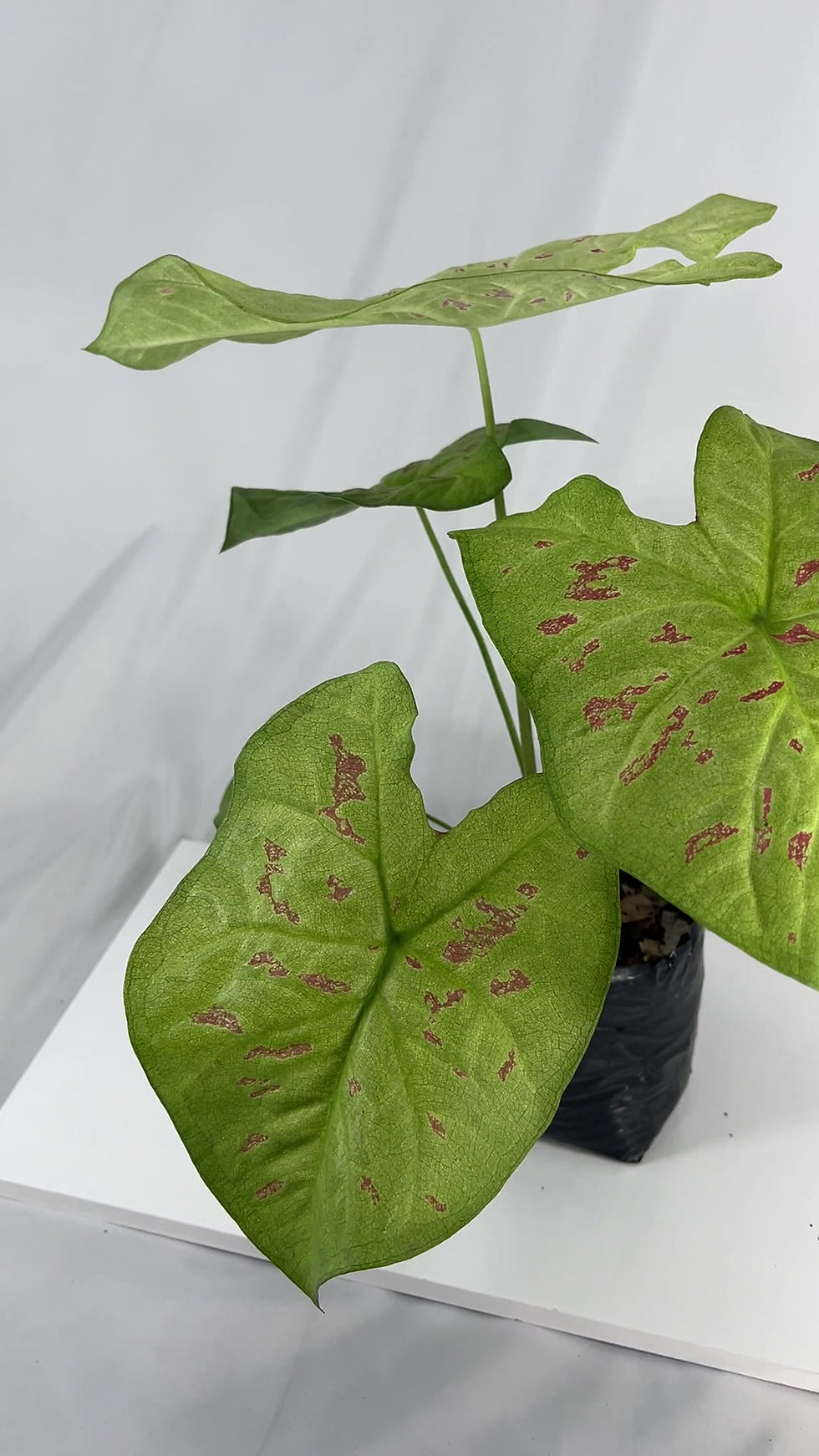 Thumbnail: Caladium Limelite Fancy (Pack of 2) Indoor Green Live Plant