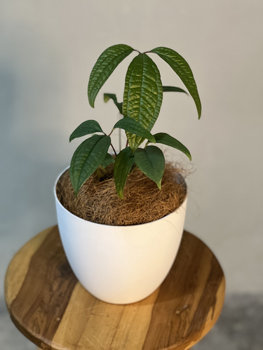 Anthurium Arisaemoides Rare Exotic Indoor Plant | Leal Plants