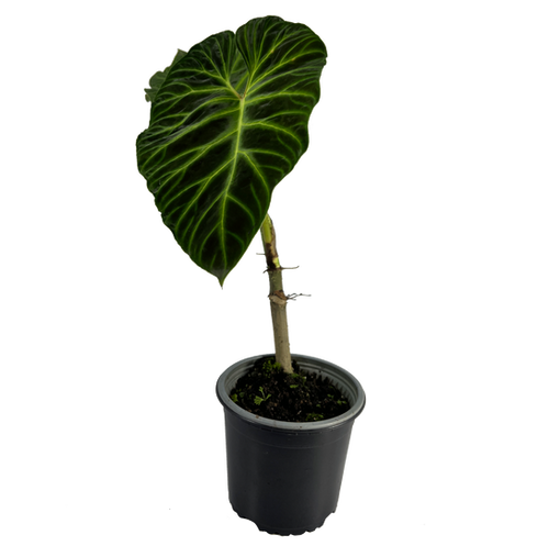 Philodendron Verrucosum Esmeralda | Leal Plants