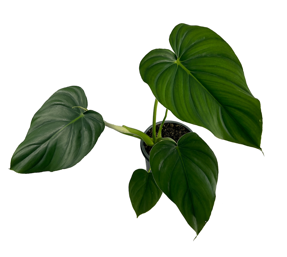 Thumbnail: Philodendron Pastazanum (Pack of 2) Live Indoor Green Houseplant