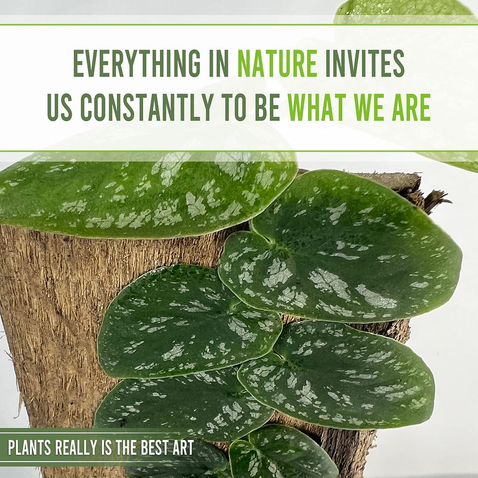 Thumbnail: Monstera Dubia Live Indoor Exotic Climbing plant