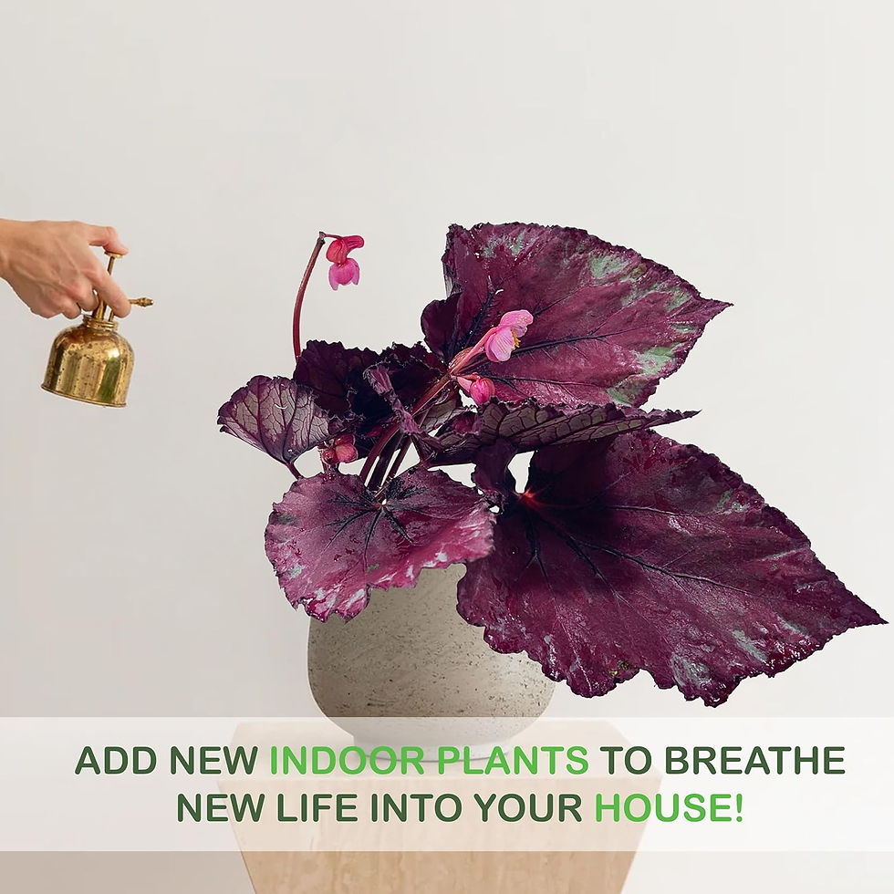 Thumbnail: Begonia Rex Flame (Pack of 2) – Attractive Indoor Plant,Easy Care, Air-Purifying