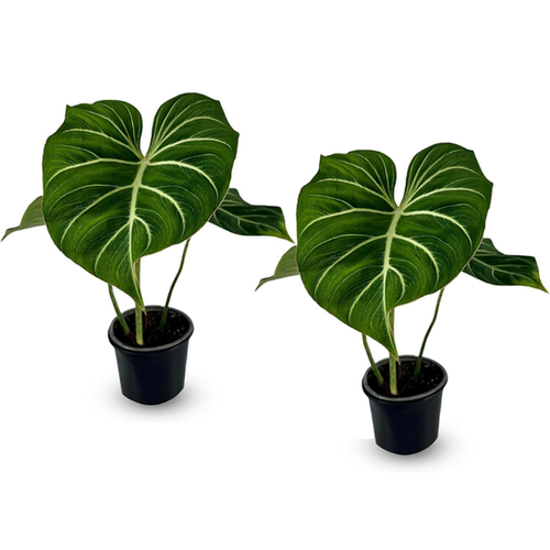 Philodendron Gloriosum Zebra (Pack of 2), Exotic Live Green