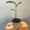 Thumbnail: Monstera Obliqua Perú, Live Indoor Green Houseplant for Home Decor
