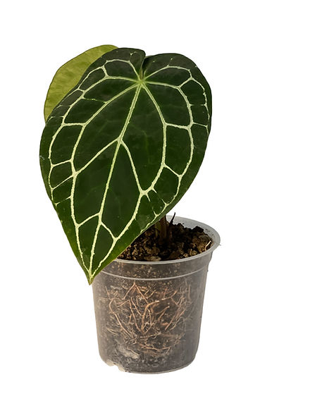Anthurium Crystallinum 斑入り 選抜個体 株分け Anthurium Crystallinum Green Live House Plant for Indoor | Leal Plants