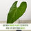 Thumbnail: Anthurium Regale Aff Live Tropical Houseplant for Air Purification
