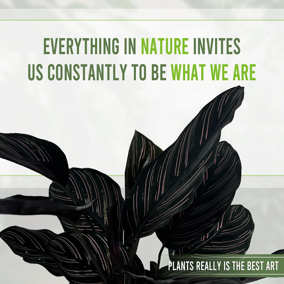 Thumbnail: Calathea Ornata Sanderiana (Pack of 2) Elegant Pinstripe Prayer Plant