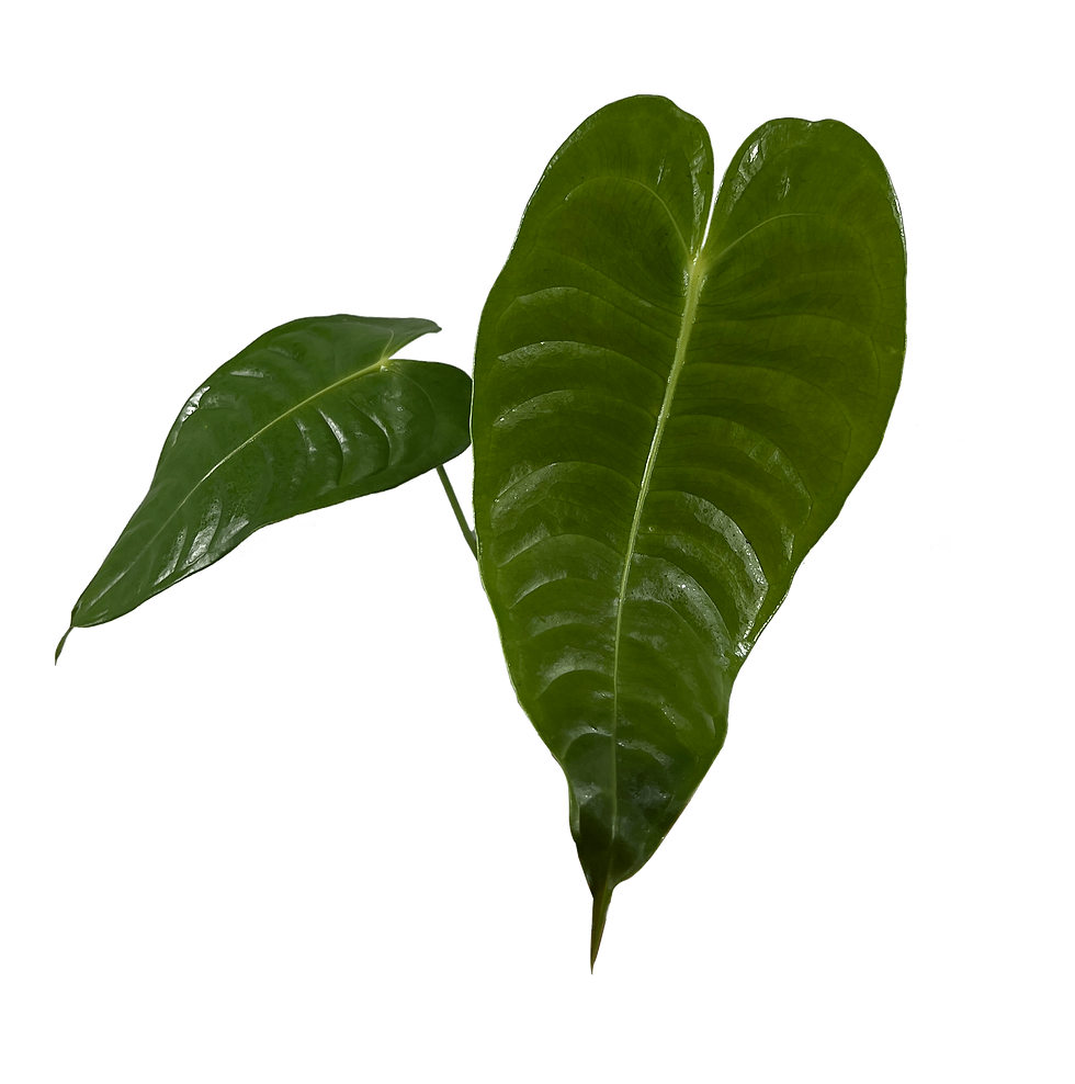 Thumbnail: Anthurium Veitchii Type Exotic Green Indoor House Plant
