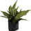 Thumbnail: Aglaonema Perdiz (2-Pack) Vibrant Chinese Evergreen House Plant