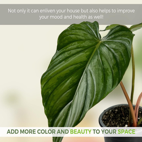 live rubber tree plant Rubber Plant (Ficus Elastica 'Tineke')