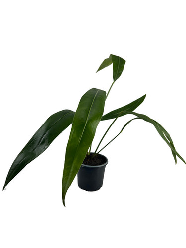buy elephant ear plants Upright Elephant Ears