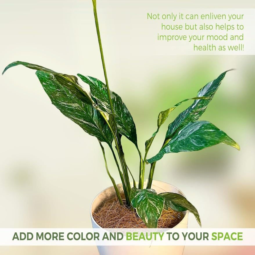 Thumbnail: Spathiphyllum Peace Lily (Pack of 2) Live Green House Plant