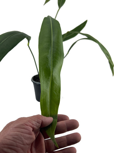 Anthurium SP Morona Exotic Indoor House Plant | Leal Plants