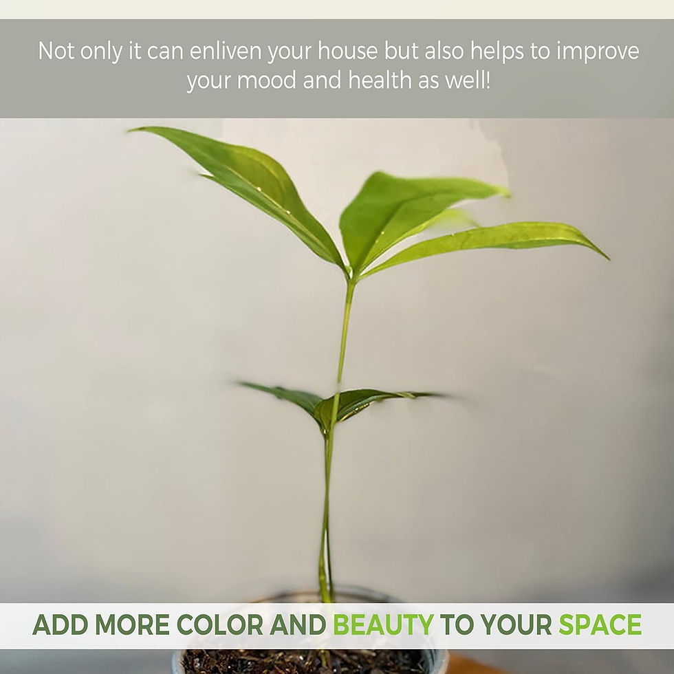 Thumbnail: Anthurium Clavigerum Rare Exotic Live Indoor Green House Plant