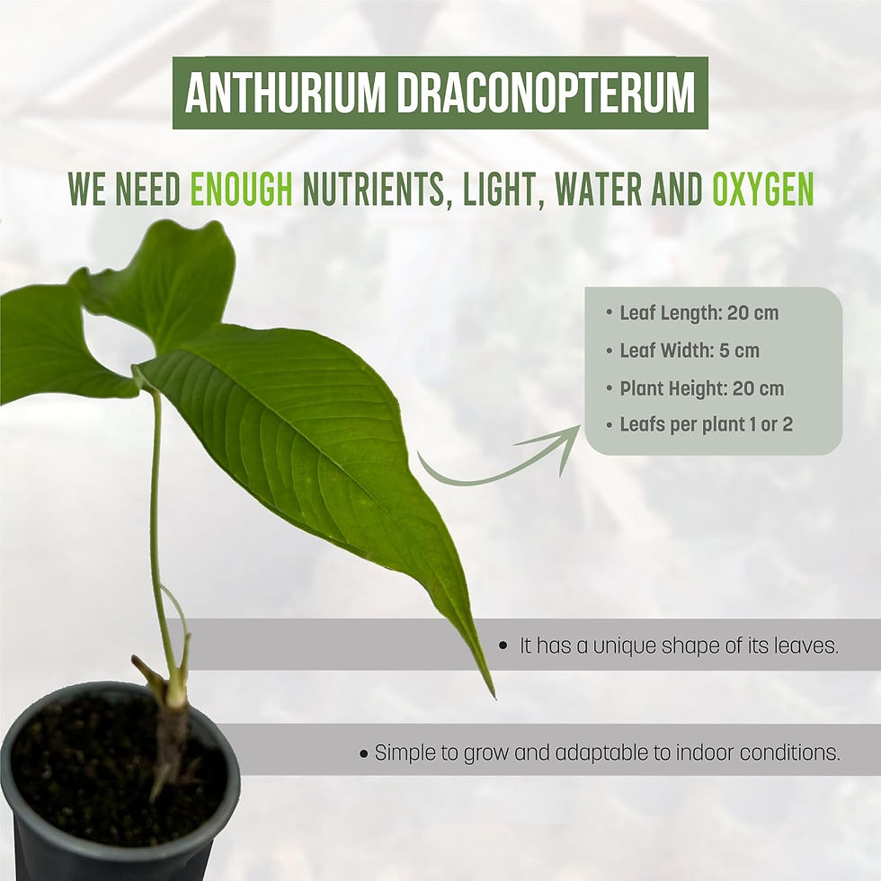 Thumbnail: Anthurium Draconopterum, Lush Green Indoor House Plant
