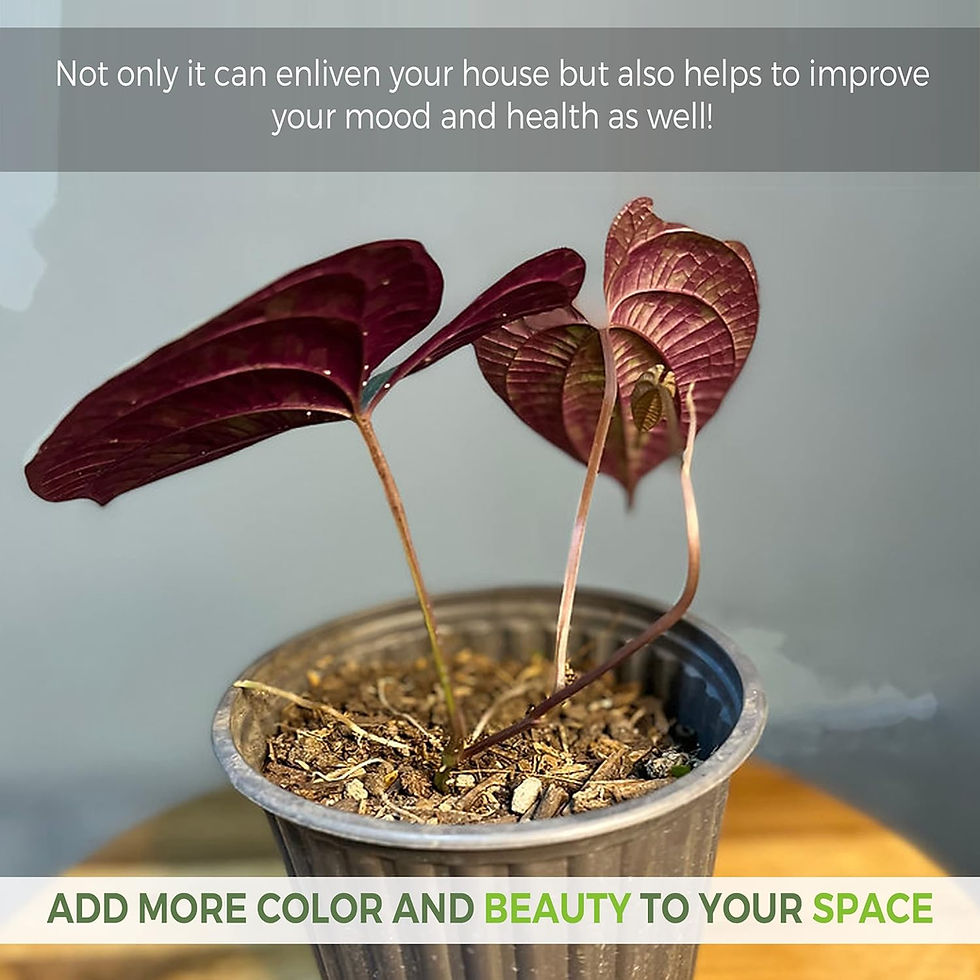 Thumbnail: Dios Cori Discolor (Pack of 2) Live Indoor Rare House Plant