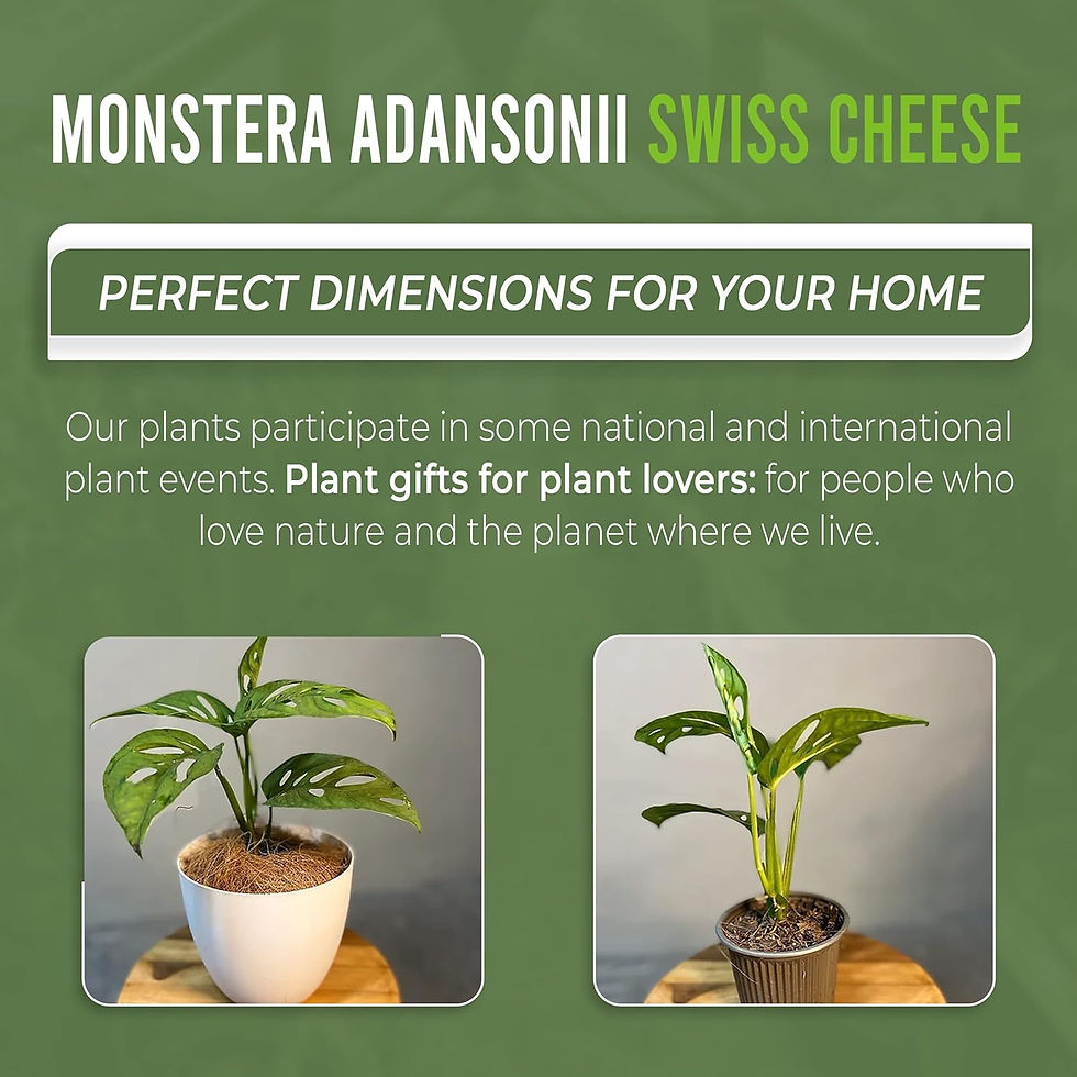 Thumbnail: Monstera Adansonii Swiss Cheese (Pack of 2). Monstera Live Indoor Green Plant